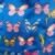 BLUE BUTTERFLY